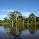 アマゾン川の熱帯雨林ジャングルの自然風景