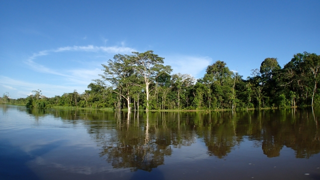 アマゾン川の熱帯雨林ジャングルの自然風景